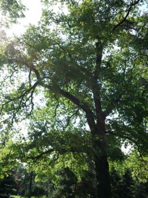 Alter Baum Baum